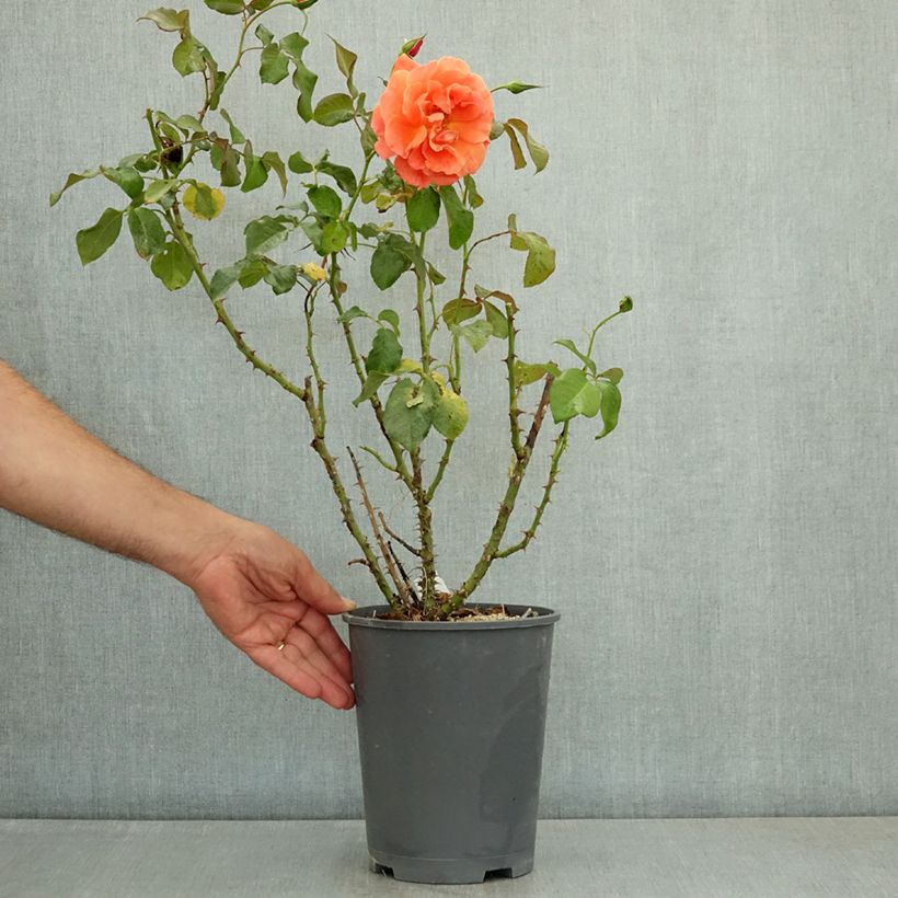 Amostra de Roseira floribunda Tatton Vaso de 4 L/5 L tal como entregue no verão