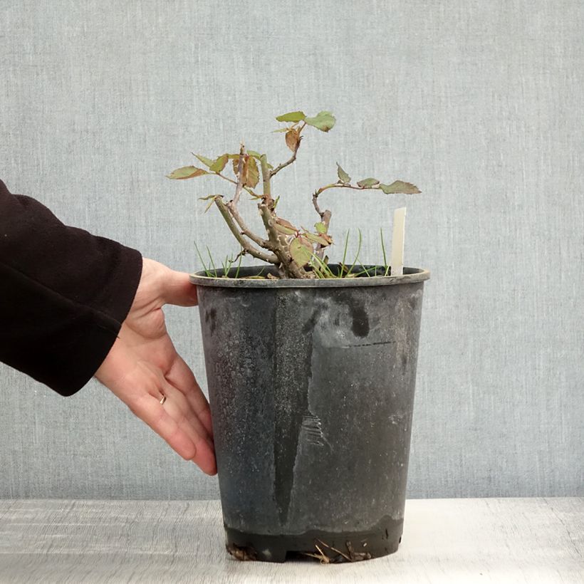 Amostra de Roseira floribunda Friesia Vaso de 2 L/3 L tal como entregue no outono