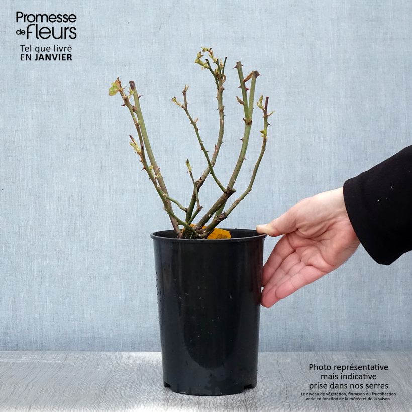 Amostra de Roseira floribunda Friesia Vaso de 2 L/3 L tal como entregue no inverno