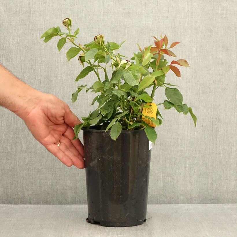 Amostra de Roseira floribunda Friesia Vaso de 2 L/3 L tal como entregue no verão