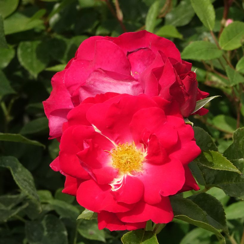 Roseira floribunda Garance (Floração)