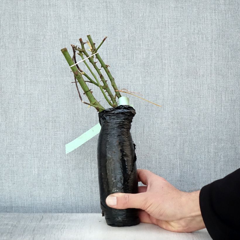 Amostra de Roseira floribunda Garden of Roses Raízes nuas em torrão tal como entregue no inverno