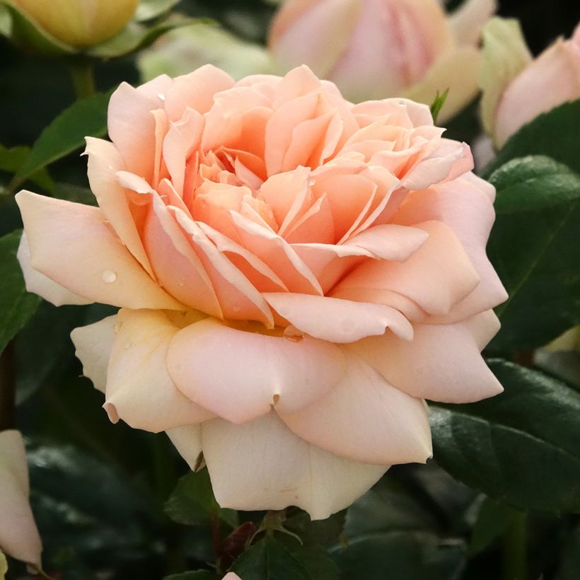Roseira floribunda Garden of Roses (Floração)