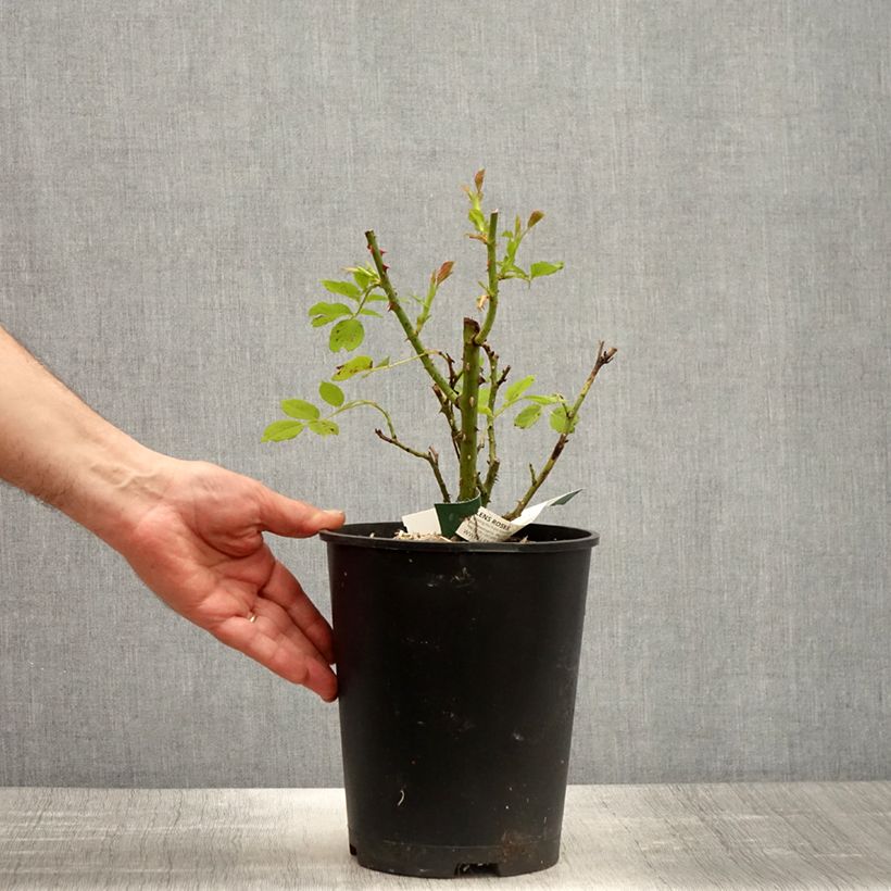 Amostra de Rosier à fleurs groupées Greensleeves Vaso de 4 L/5 L tal como entregue na primavera
