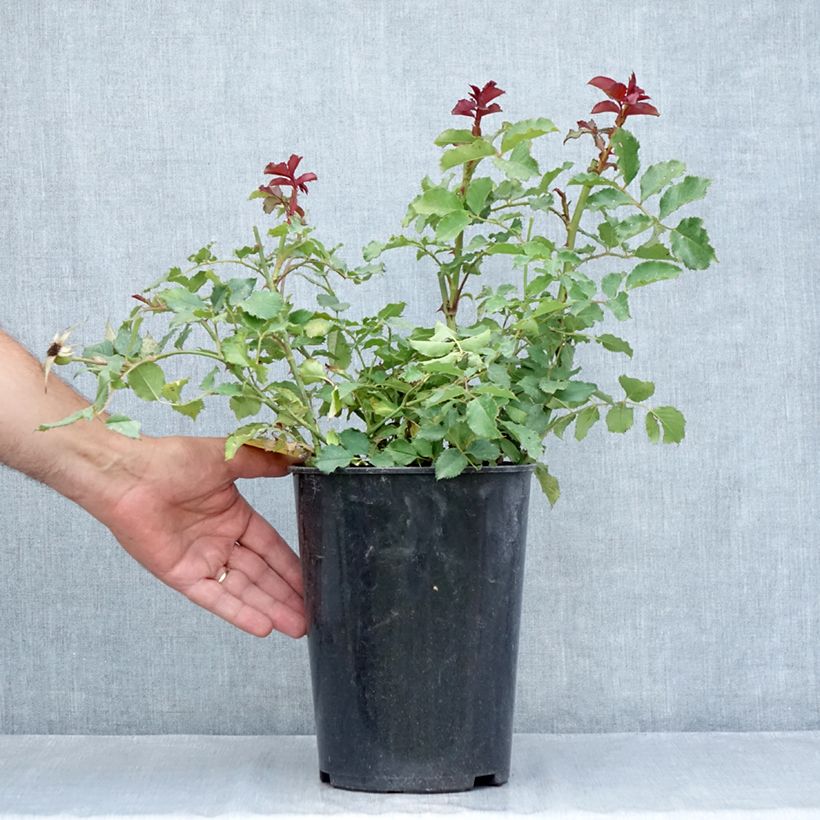 Amostra de Roseira floribunda Hedge Charmers Vaso de 4 L/5 L tal como entregue no verão