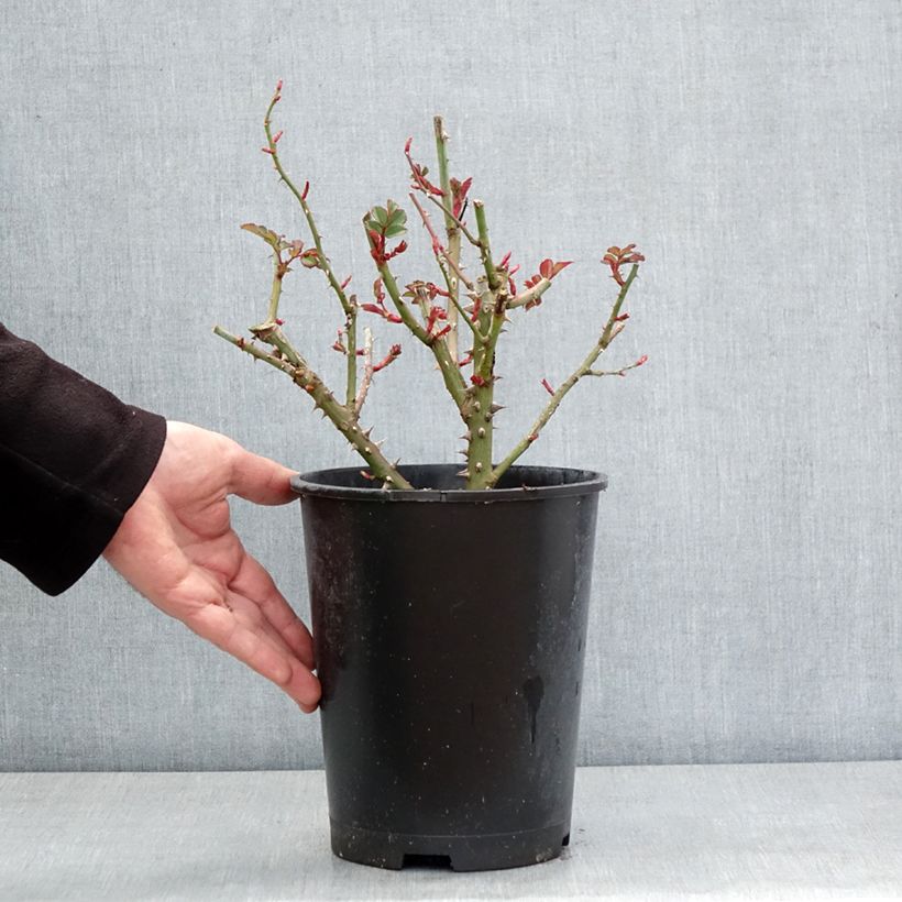 Amostra de Roseira floribunda Hedge Charmers Vaso de 4 L/5 L tal como entregue no inverno