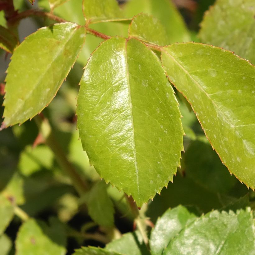 Roseira floribunda Hot Cocoa (Folhagem)
