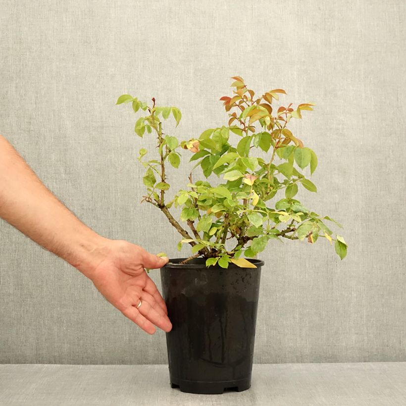 Amostra de Rosier à fleurs groupées Hot Cocoa ®  Vaso de 4 L/5 L tal como entregue no verão