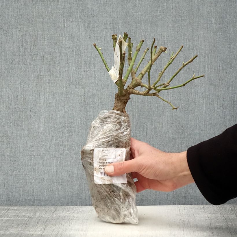 Amostra de Roseira floribunda Iceberg Raízes nuas em torrão tal como entregue no inverno