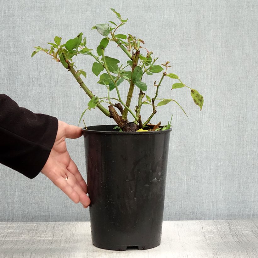 Amostra de Rosier à fleurs groupées Iceberg (Fée des neiges) Pot de 4L/5L tal como entregue no outono