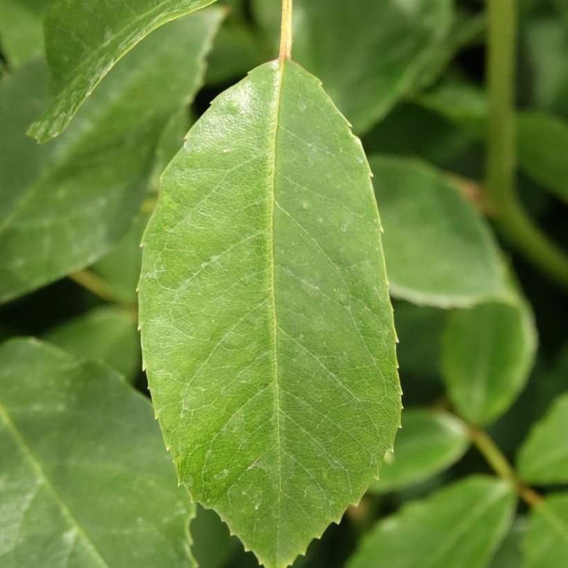 Roseira floribunda Iceberg (Folhagem)