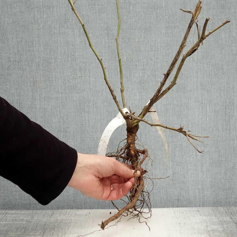 Amostra de Roseira floribunda Iceberg Raízes nuas tal como entregue no inverno