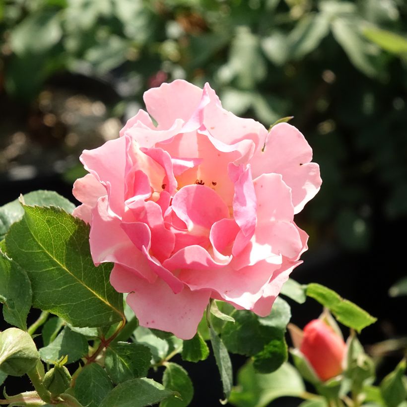 Roseira floribunda Jean Cocteau (Floração)
