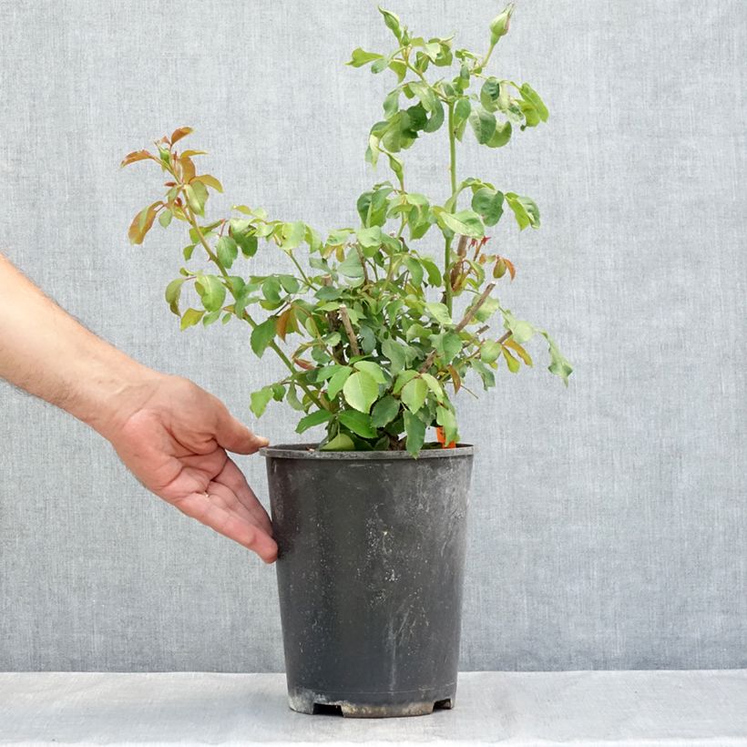 Amostra de Rosier à fleurs groupées Jean Cocteau Pot de 4L/5L tal como entregue no verão