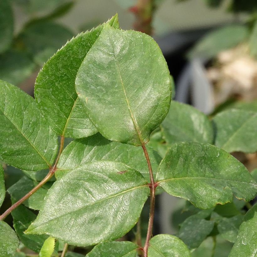Roseira floribunda Julio Iglesias (Folhagem)