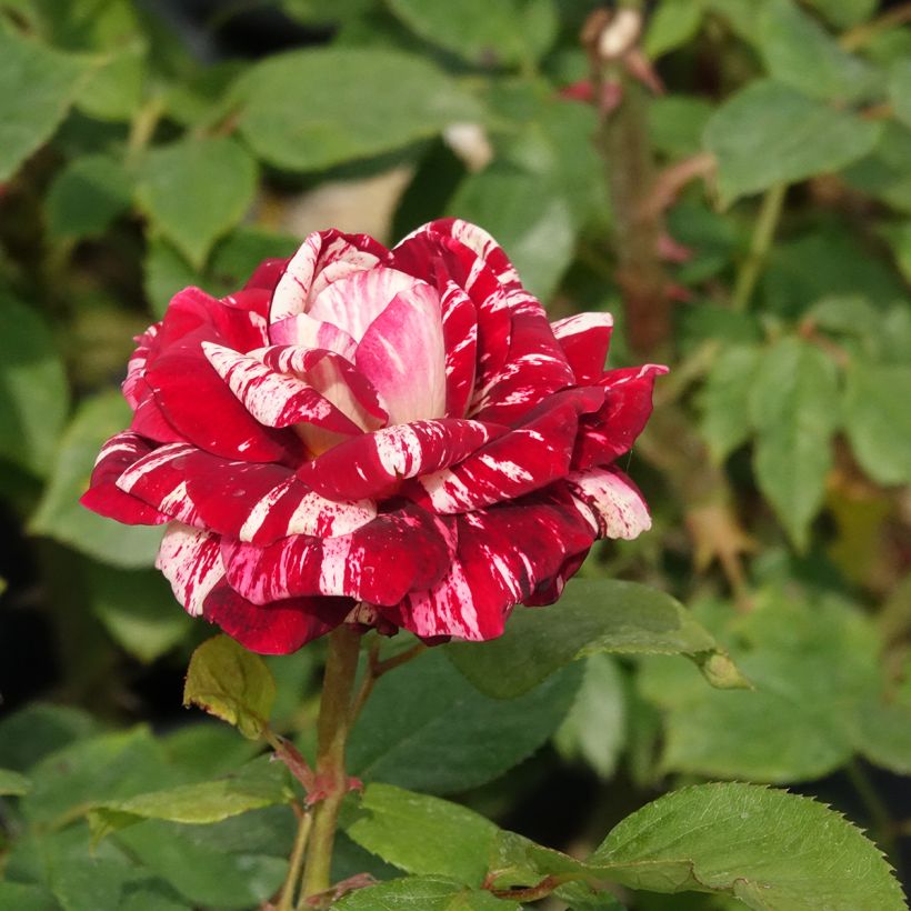 Roseira floribunda Julio Iglesias (Floração)