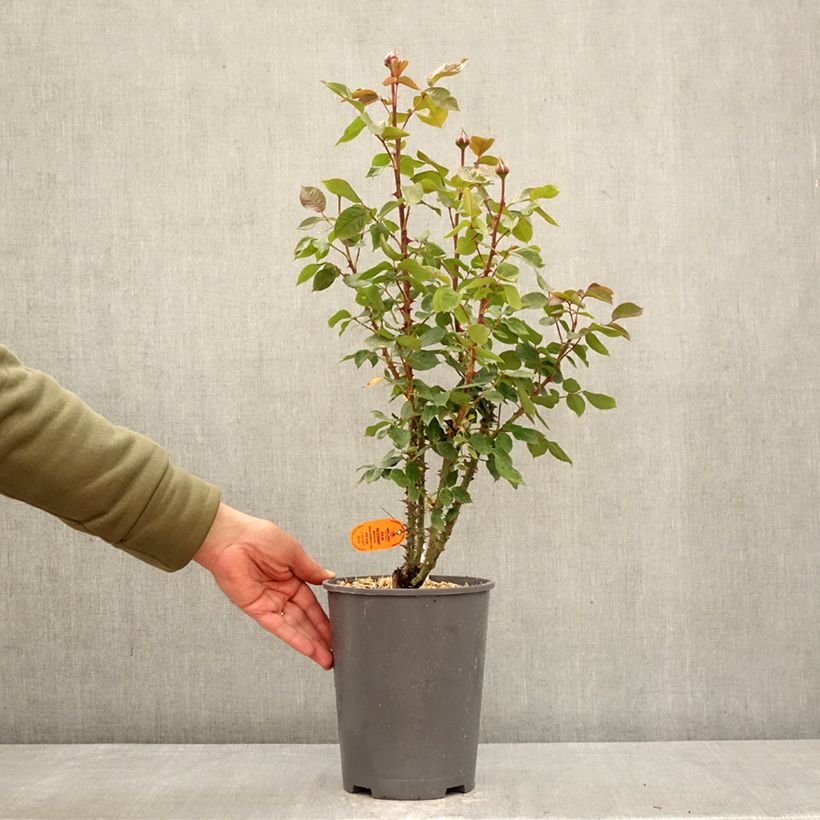 Amostra de Roseira floribunda Julio Iglesias Vaso de 4 L/5 L tal como entregue na primavera