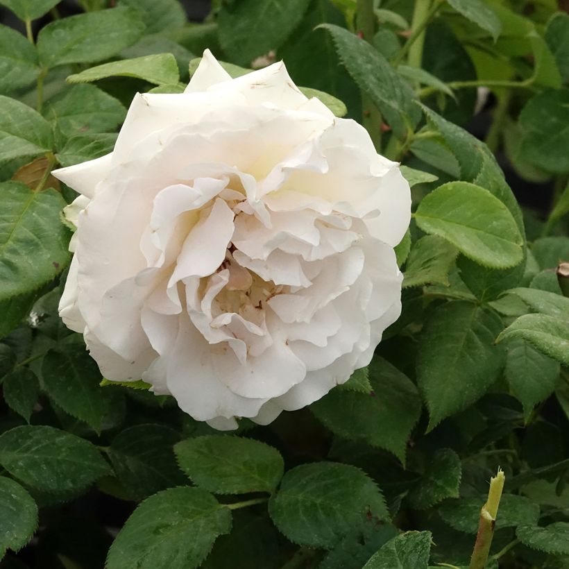 Roseira floribunda La Sauvagine Terre et Passion (Floração)