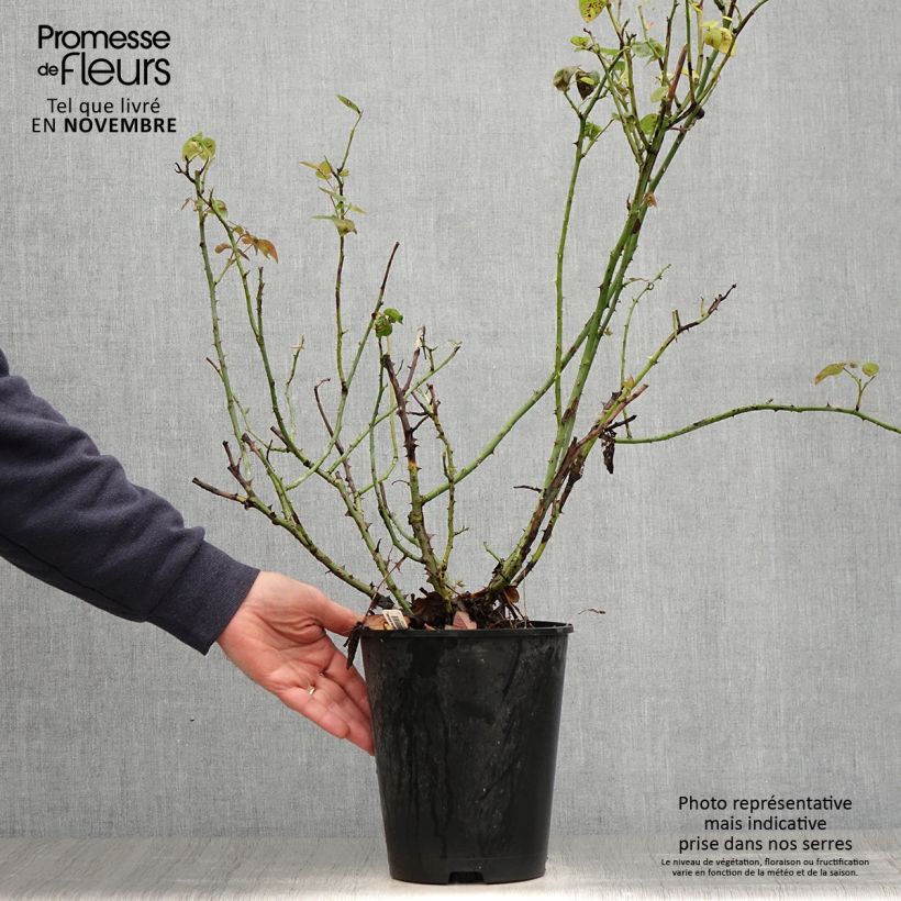 Amostra de Roseira floribunda La Sauvagine Terre et Passion Vaso de 4 L/5 L tal como entregue no outono