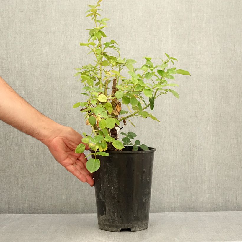 Amostra de Roseira floribunda La Sauvagine Terre et Passion Vaso de 4 L/5 L tal como entregue no verão