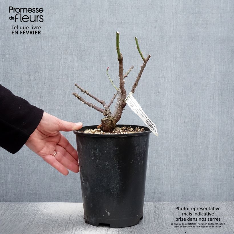 Amostra de Roseira floribunda La Sauvagine Terre et Passion Vaso de 4 L/5 L tal como entregue no inverno
