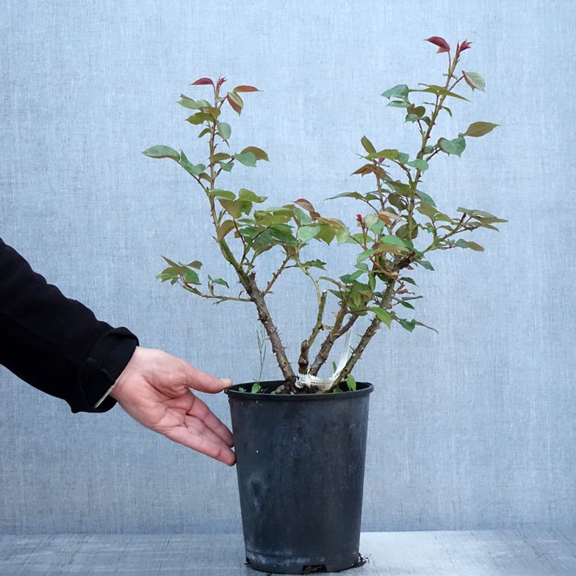 Amostra de Roseira floribunda La Sauvagine Terre et Passion Vaso de 4 L/5 L tal como entregue na primavera