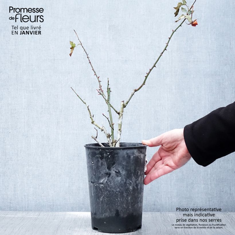 Amostra de Roseira floribunda La Sevillana Vaso de 2 L/3 L tal como entregue no inverno