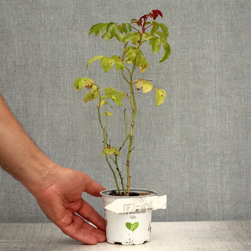 Amostra de Roseira floribunda La Sevillana Vaso de 10 cm/11 cm tal como entregue no verão