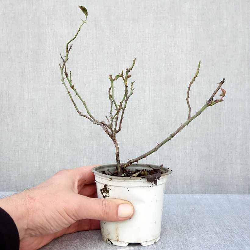 Amostra de Roseira floribunda La Sevillana Vaso de 10 cm/11 cm tal como entregue no outono