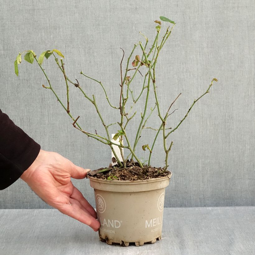 Amostra de Roseira floribunda La Sevillana Vaso de 2 L/3 L tal como entregue no outono