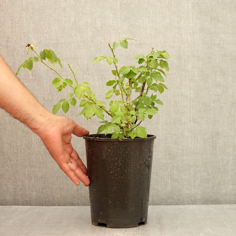 Amostra de Roseira floribunda La Sevillana Vaso de 2 L/3 L tal como entregue no verão