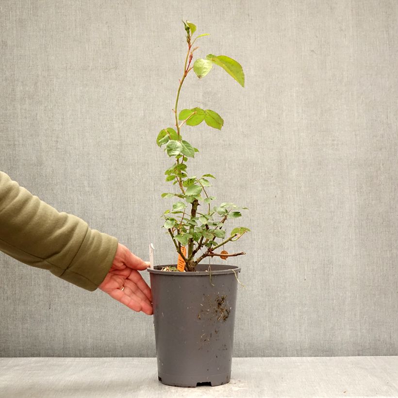 Amostra de Roseira floribunda La Sevillana Vaso de 4 L/5 L tal como entregue na primavera