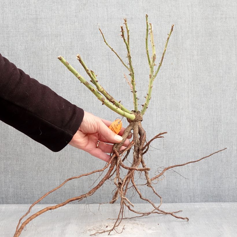 Amostra de Roseira floribunda La Sevillana Raízes nuas tal como entregue no inverno