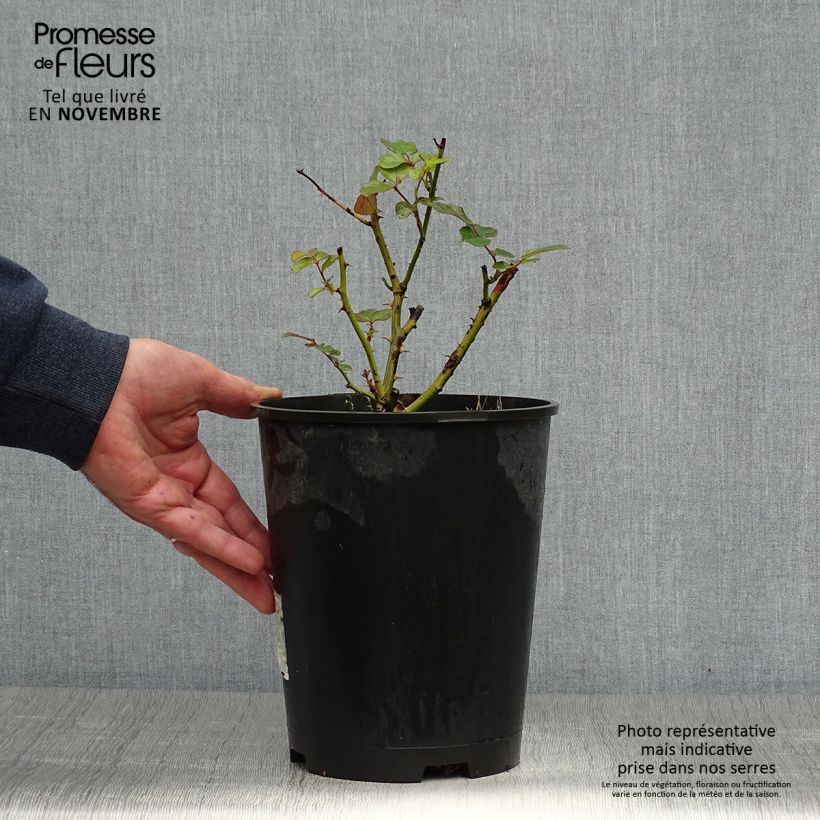 Amostra de Rosier à fleurs groupées Laminuette Pot de 2L/3L tal como entregue no outono