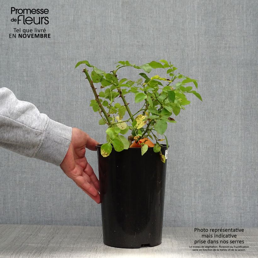 Amostra de Roseira floribunda Leonardo da Vinci Vaso de 4 L/5 L tal como entregue no outono
