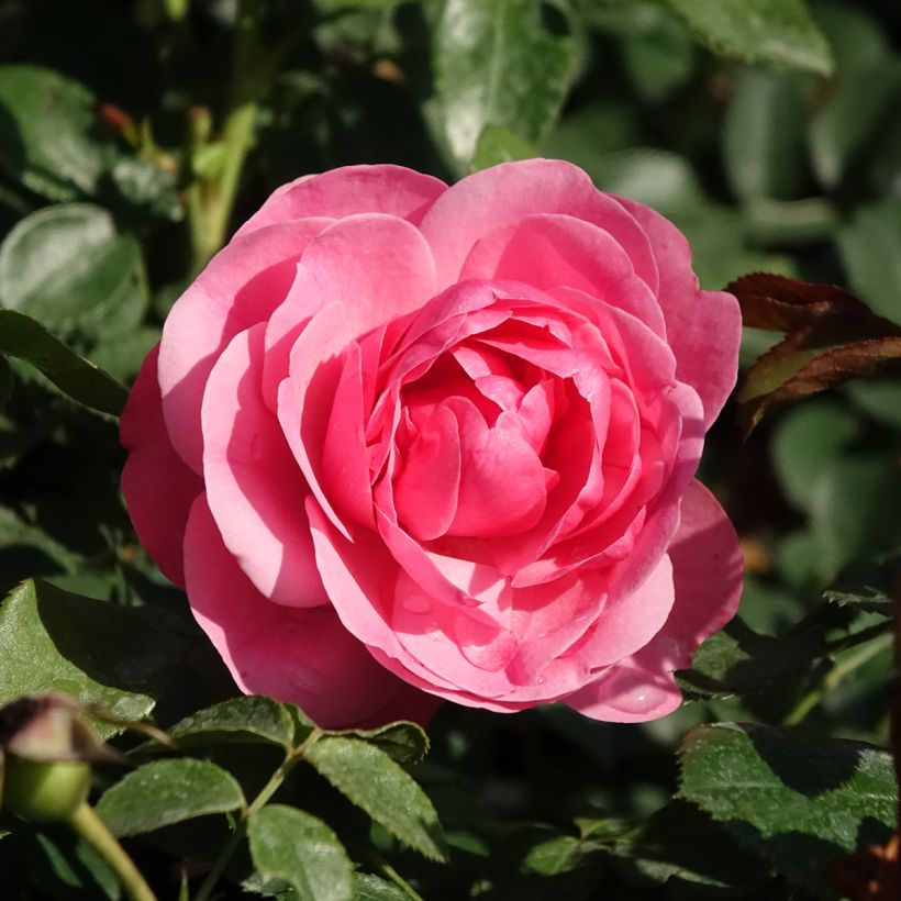 Roseira floribunda Leonardo da Vinci (Floração)