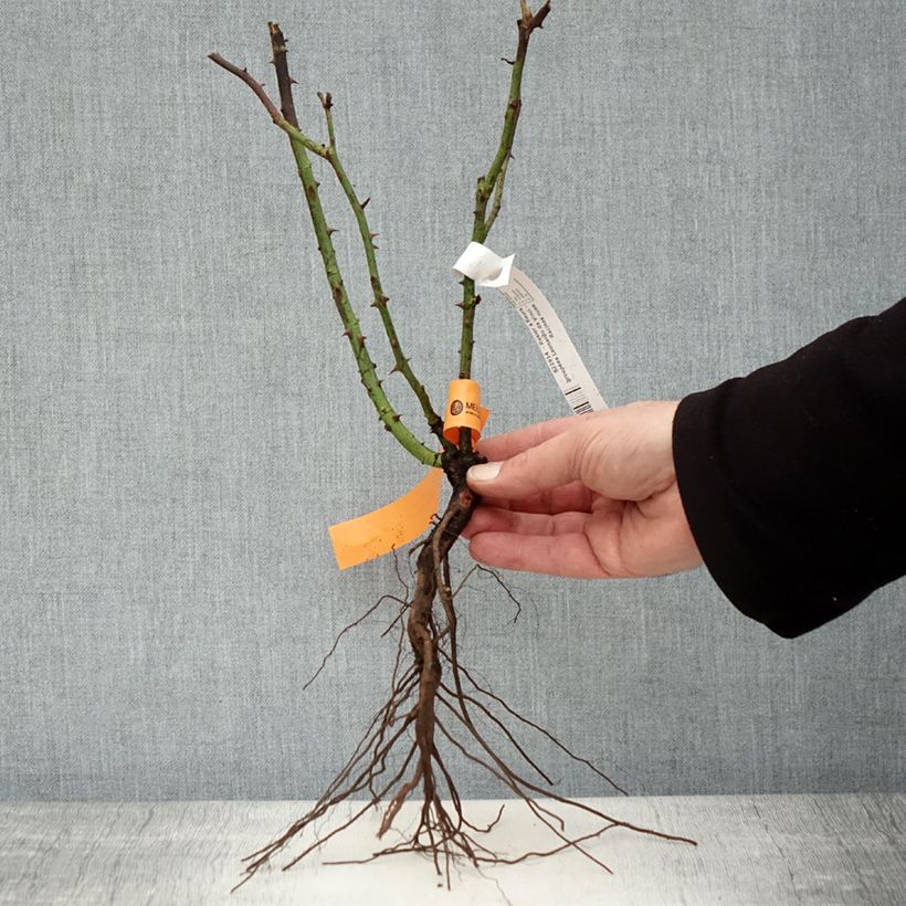 Amostra de Roseira floribunda Leonardo da Vinci Raízes nuas tal como entregue no inverno