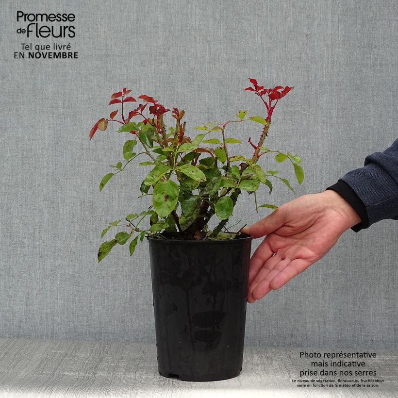 Amostra de Roseira floribunda Lilli Marleen Vaso de 4 L/5 L tal como entregue no outono