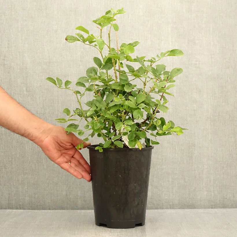 Amostra de Roseira floribunda Lilli Marleen Vaso de 4 L/5 L tal como entregue no verão