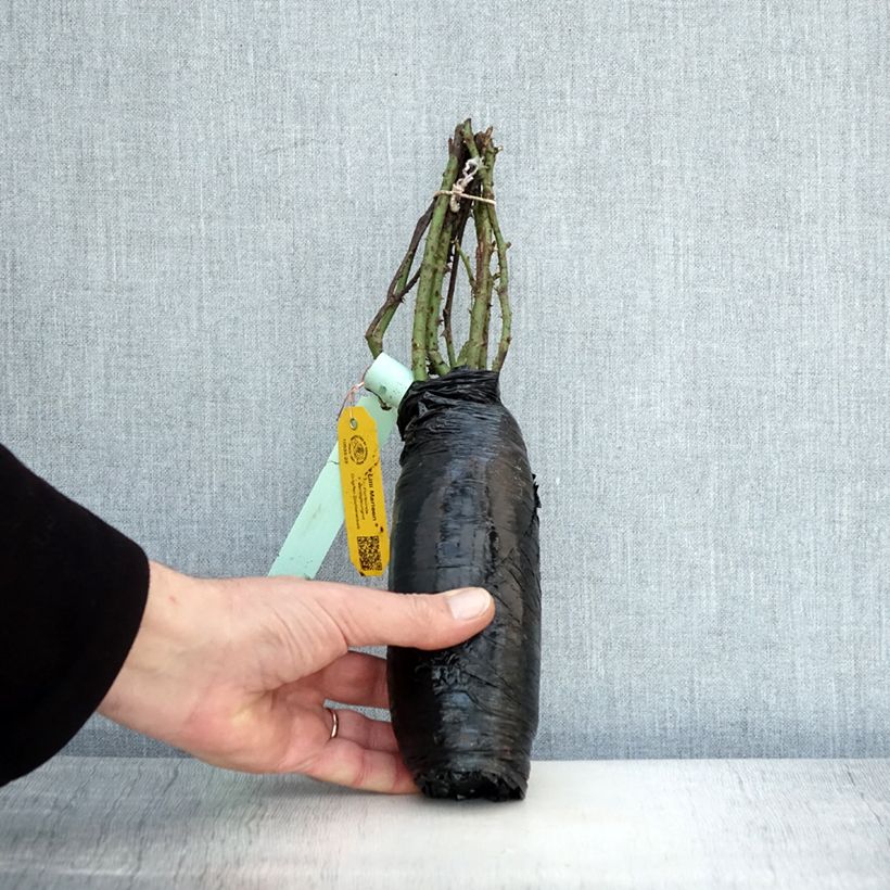 Amostra de Rosier à fleurs groupées Lili Marleen Raízes nuas tal como entregue no inverno