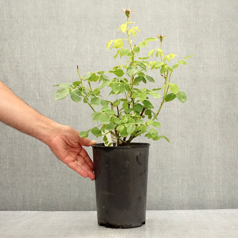 Amostra de Roseira floribunda Love letter Vaso de 4 L/5 L tal como entregue no verão