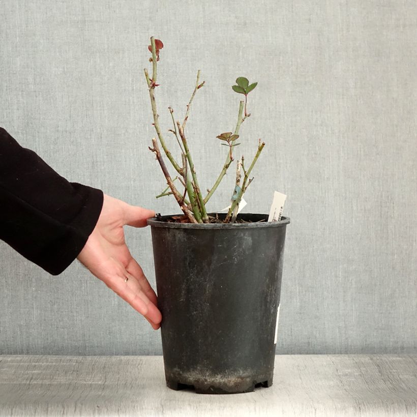 Amostra de Rosier à fleurs groupées Love letter Vaso de 4 L/5 L tal como entregue no inverno