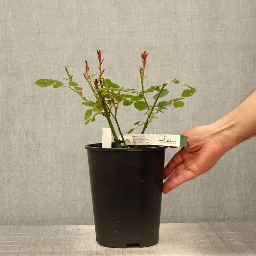 Amostra de Roseira floribunda Love letter Vaso de 4 L/5 L tal como entregue na primavera