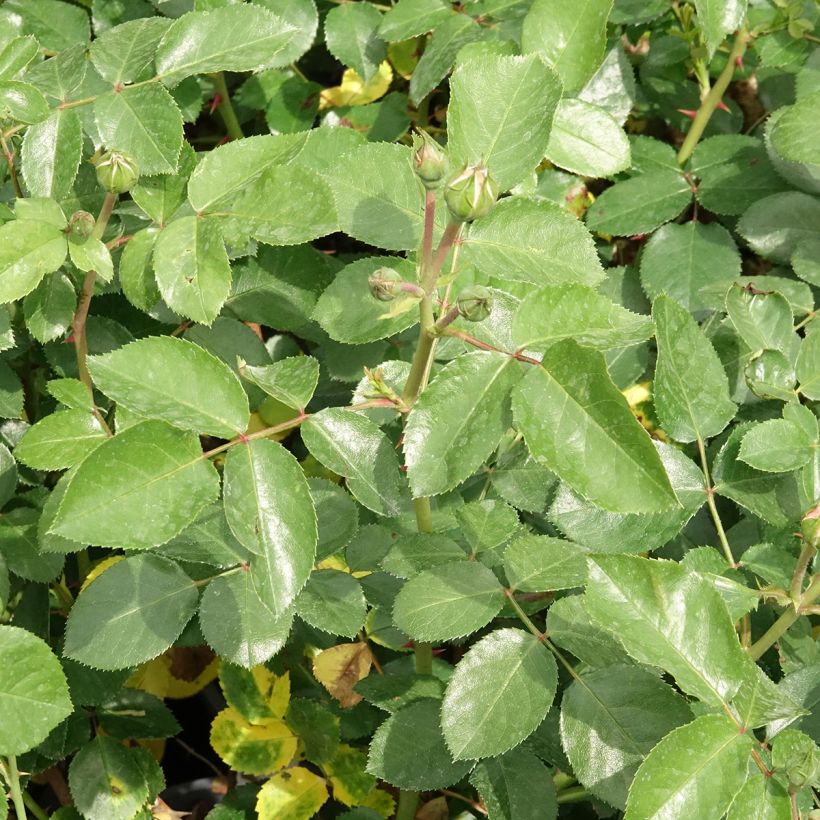 Roseira floribunda Manou Meilland (Folhagem)