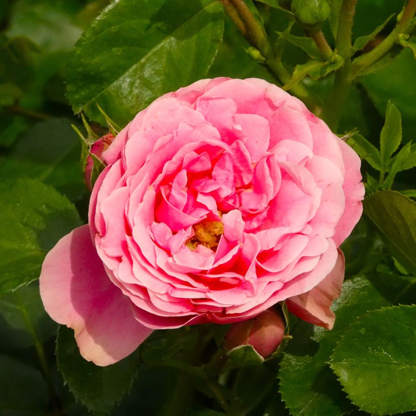 Roseira floribunda Manou Meilland (Floração)