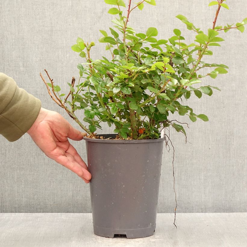 Amostra de Roseira floribunda Manou Meilland Vaso de 4 L/5 L tal como entregue na primavera