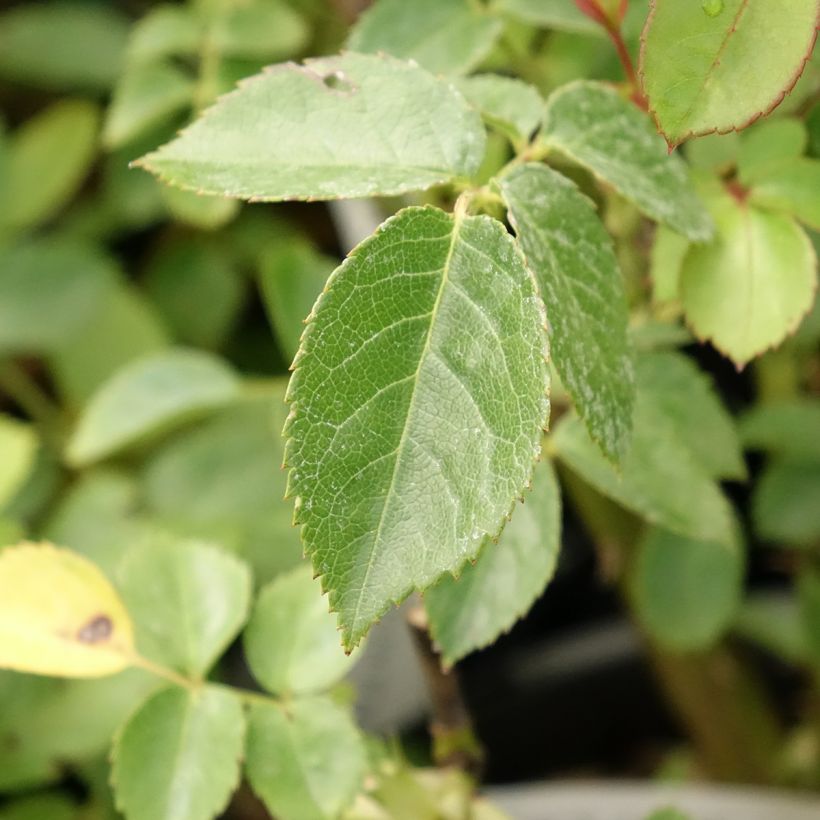 Roseira floribunda Marc's Jubilée® (Folhagem)