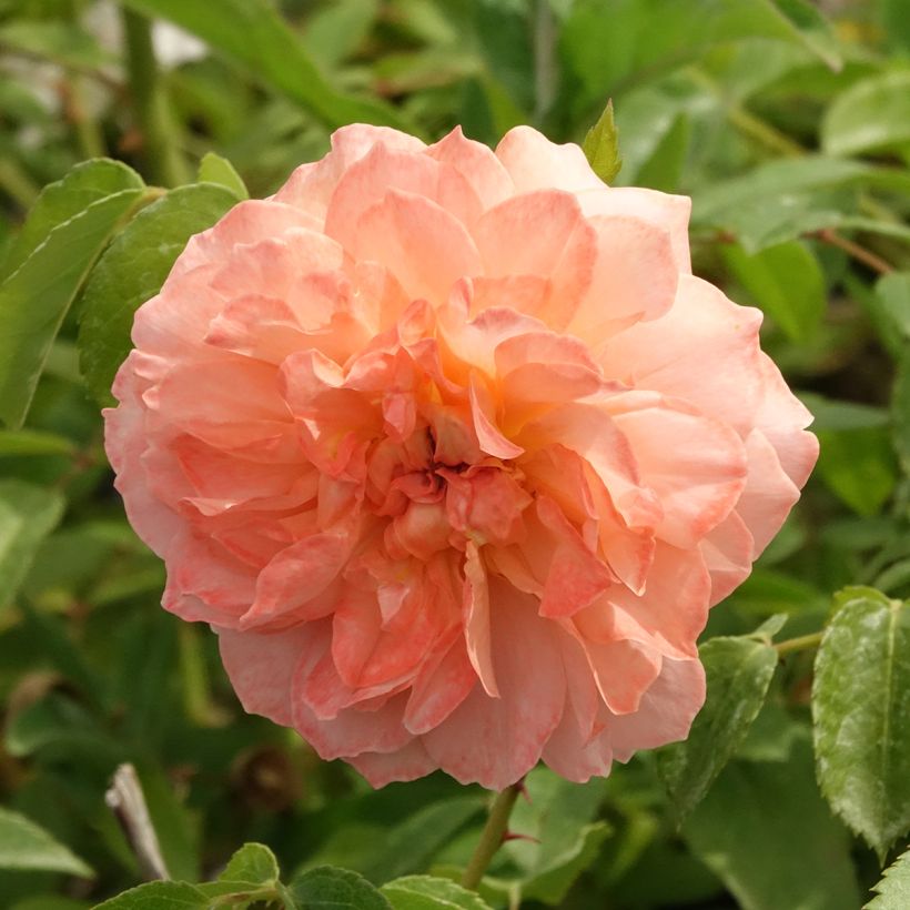 Roseira floribunda Marc's Jubilée® (Floração)
