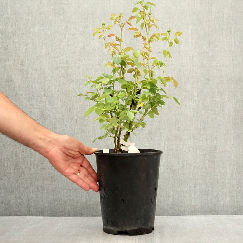 Amostra de Roseira floribunda Marc's Jubilée® Vaso de 4 L/5 L tal como entregue no verão