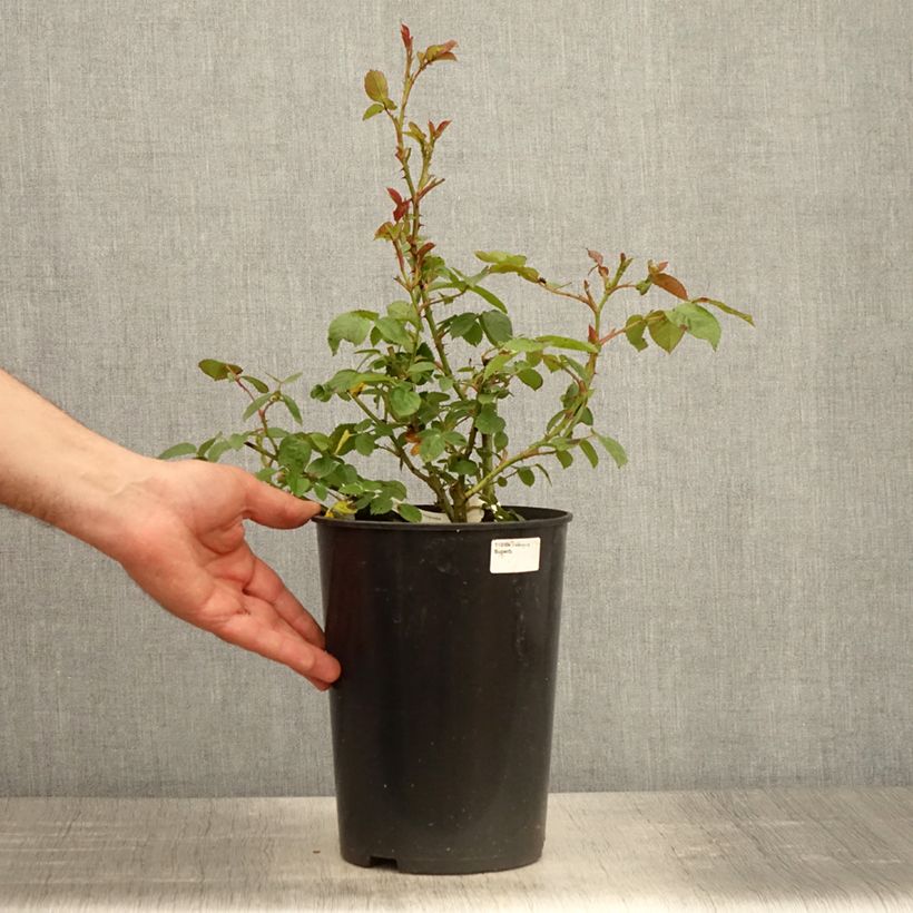 Amostra de Rosier à fleurs groupées Marc's Jubilée Vaso de 4 L/5 L tal como entregue na primavera